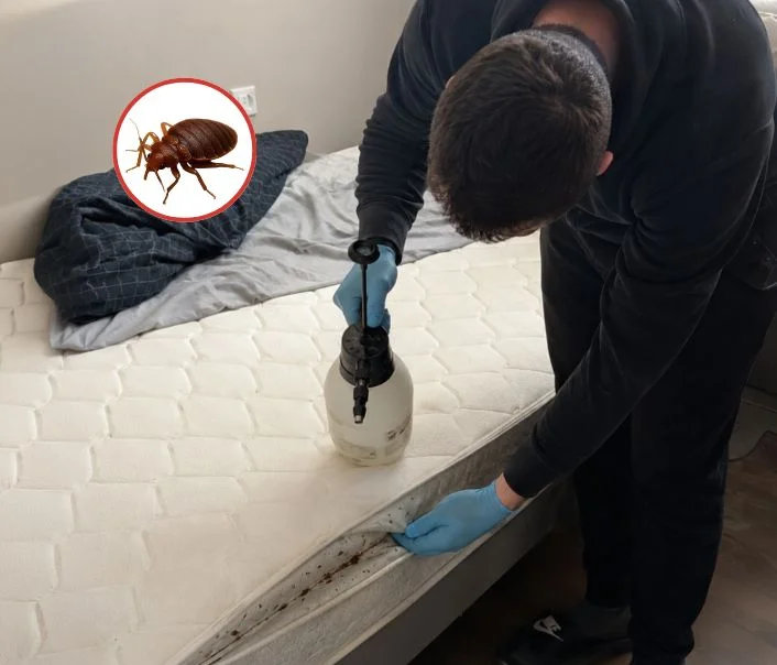 Technicien traitant un matelas contre les punaises de lit à La Frette-sur-Seine